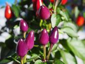 ornamental-peppers-fruits-592421.jpg