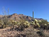 desert-cactus-arizona-nature-1197269.jpg