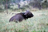 buffalo-and-bird-buffalo-bird-1013526.jpg