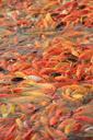 koi-fish-koi-fish-pond-water-carp-386055.jpg