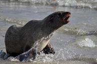 seal-sea-beach-water-sand-ocean-929034.jpg