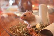 hamster-animal-rodent-1000847.jpg