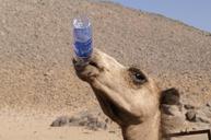 camel-animals-desert-water-723695.jpg