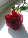 red-rose-romance-643545.jpg