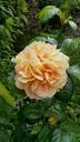 yellow-rose-plant-flower-rose-petal-927670.jpg