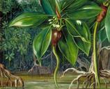 north_mangrove_swamp_sarawak_borneo_1876.jpg