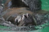 sea-lion-robbe-head-598670.jpg