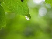 water-drop-of-water-drip-leaf-tree-55317.jpg