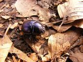 beetle-dung-three-stone-beech-hg-230300.jpg