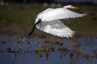 great-egret-flight-ardea-alba-wader-599205.jpg