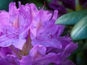 rhododendron-flowers-close-plant-313235.jpg