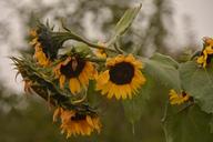 sunflowers-flowers-nature-blossom-1032413.jpg