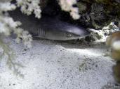 hai-white-tip-reef-shark-reef-shark-676167.jpg