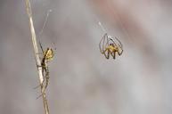 autumn-spiders-metellina-segmentata-241877.jpg