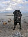 labrador-dog-pet-animal-sea-beach-1565224.jpg