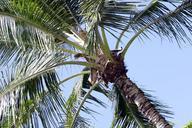 coconut-tree-hawaii-hawaiian-sky-644094.jpg