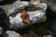 butterfly-rock-nature-insect-649322.jpg