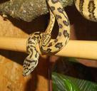 snakes-terrarium-close-pythons-1056705.jpg