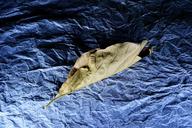 light-painting-leaf-dried-leaf-251786.jpg