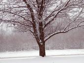 trees-snow-christmas-xmas-winter-18537.jpg