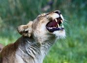 lion-predator-animal-roar-fangs-392544.jpg