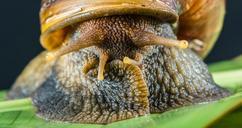 snail-slimy-land-snail-reptiles-424140.jpg