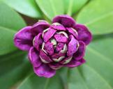 rhododendron-flower-bud-bloom-36171.jpg