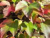 wine-leaf-wine-vine-wine-harvest-437906.jpg