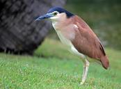 red-back-heron-night-heron-australia-649162.jpg