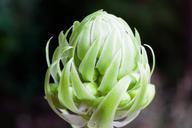 garlic-blossom-bloom-plant-allium-931624.jpg