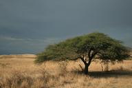 tree-acacia-africa-landscape-1148960.jpg