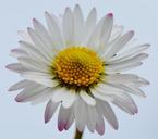 wildflowers-daisy-flowers-spring-1286112.jpg