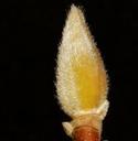 pasture-pussy-willow-blossom-bloom-638824.jpg