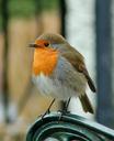 robin-bird-wildlife-red-songbird-1154763.jpg