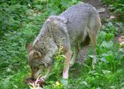 Wolf eating.jpg