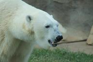 polar-bear-white-teeth-ears-eyes-952781.jpg