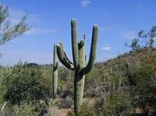 saguaro-cactus-prickly-276681.jpg