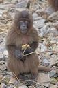 animals-primate-dschelada-1071014.jpg