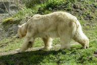 polar-bear-female-animal-mammal-559501.jpg