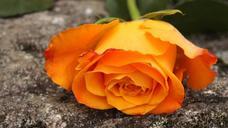 orange-flower-ros-stone-friendship-341456.jpg