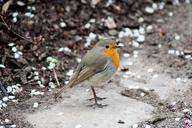 robin-bird-nature-animal-landscape-736798.jpg