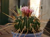 cactus-flower-plant-flowering-661039.jpg