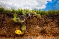 cactus-flower-nature-desert-828280.jpg