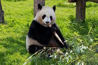 panda-beauvalle-fauna-animals-206297.jpg