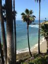 ocean-laguna-beach-palm-tree-825928.jpg