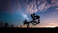 joshua-tree-sunset-landscape-desert-1075725.jpg