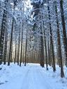 forest-path-forest-winter-snow-601264.jpg