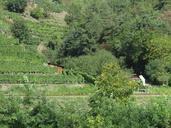 vineyards-wachau-austria-943925.jpg