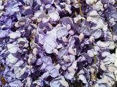 wisteria-purple-flower-spring-777974.jpg