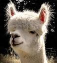 alpaca-head-animal-animal-portrait-985837.jpg